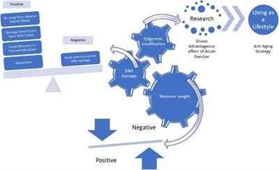 Regular, Intense Exercise Training as a Healthy Aging Lifestyle Strategy: Preventing DNA Damage, Telomere Shortening and Adverse DNA Methylation Changes Over a Lifetime